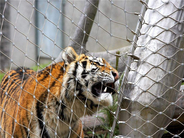 那些动物可以使用不锈钢丝网，动物园围网网？